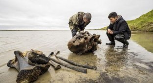 На Ямале нашли останки мамонта (7 фото)