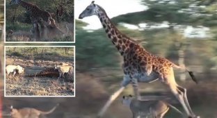 Четыре львицы работают в команде, чтобы добыть для себя жирафа (5 фото + 1 видео)