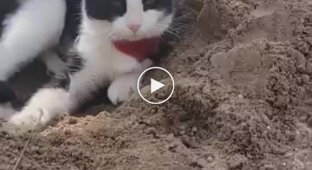 Кот принимает песчаную ванну на пляже