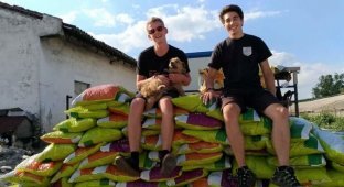 Румынский студент взял на довольствие 850 собак (7 фото)