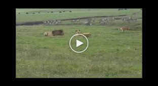 Хромая собака защищала свое стадо от львов