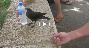 Умная ворона просит людей поделится с ней водой