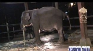 Появление слонёнка (видео)