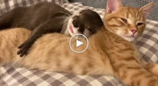 Выдра и кошка, уснувшие в обнимку