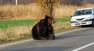 В Румынии расплодились медведи и нападают на людей (6 фото + 1 видео)