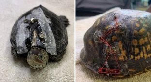 Защитники природы используют застежки бюстгальтеров, чтобы починить панцири черепах (8 фото)