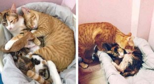 Кот-отец поддержал свою кошку во время родов (14 фото)