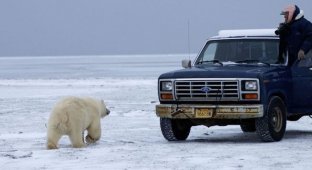 Белый медведь хотел погреться (14 фото)