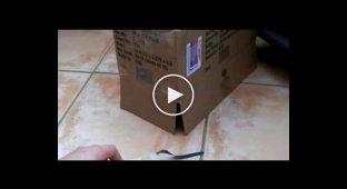 Как выманить кота из коробки