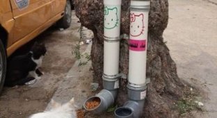 Уличные кормушки и поилки для кошек в сирийском Дамаске (4 фото)