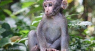Самые популярные в этом сезоне прически у обезьян (15 фото)