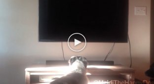 Собака, которая любит смотреть телевизор