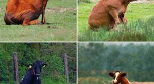 Коровы выглядят довольно странно, когда решают посидеть на травке (13 фото)