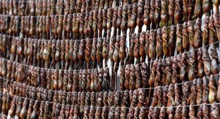 Цена вечной молодости: китайцы истребляют лягушек для приготовления традиционного снадобья красоты (9 фото)