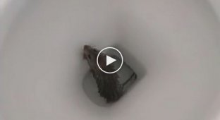 В Австралии, мыши попадают в дом через унитаз