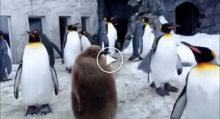 Пингвины игнорят