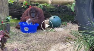 Орангутан продемонстрировал, как правильно мыть руки