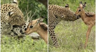 Смертельная нежность хищника: леопард и импала (10 фото)