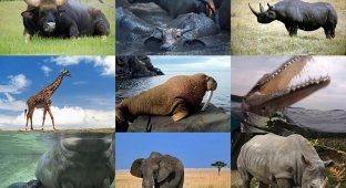 Топ-10 самых больших сухопутных животных в мире (10 фото)