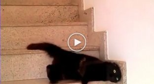 Кот изобрел оригинальный способ спуска по ступенькам