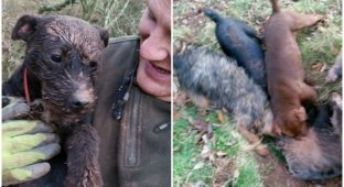 Британского охотника приговорили к тюрьме после того, как его собаки загрызли барсука (3 фото + 1 видео)