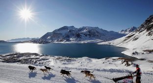 Гонка на собачьих упряжках La Grande Odyss&#233;e Savoie Mont Blanc (15 фото)