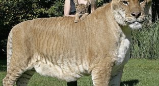 Кошка лигр гибрид льва и тигрицы (8 фото + 1 видео)