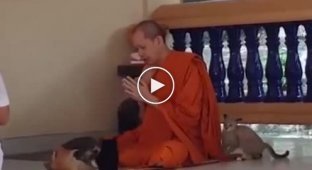 Тренировки тибетских монахов. Испытание котятами