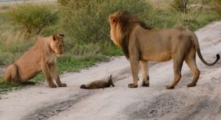 Два льва подошли к раненому лисенку и дали ему защиту (6 фото)