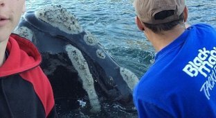 В Австралии кит попросил помощи у людей (2 фото + видео)