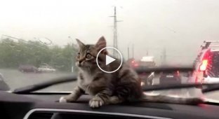 Котенок в машине