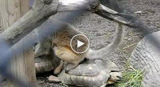 Лемур катается на двух черепахах