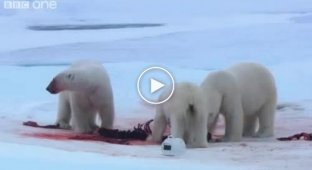 Белый медведь разбивает камеры стоимостью $200 тысяч (7 фото)
