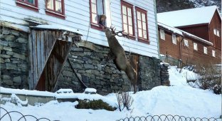 В Норвегии олень ежедневно навещает семью в знак благодарности за спасение (3 фото)