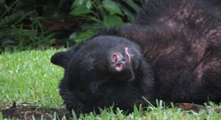 В США медведь полакомился украденным собачьим кормом и уснул на заднем дворе частного дома (3 фото)