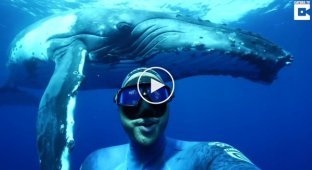 Австралийскому дайверу удалось поплавать с горбатым китом