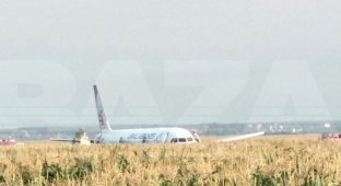 Самолет Airbus A-321 "Уральских авиалиний" совершил экстренную посадку в поле в Подмосковье (3 видео + 5 фото)