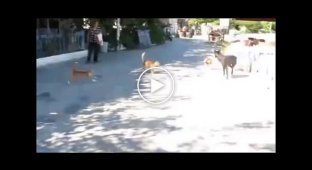 Местные рыжие коты напали на собаку