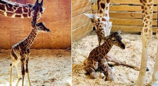 Рожающая жирафиха стала звездой интернета (7 фото + 1 видео)
