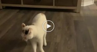 Кот пытается вытащить хозяина из виртуальной реальности