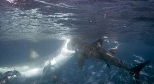 Большая белая акула проучила молодую акулу (4 фото)