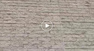 Какаду-бунтарь скидывает шипы от птиц c австралийского здания