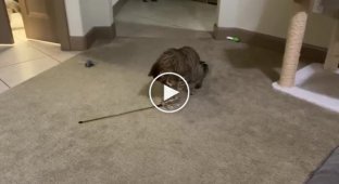 Кот, который умеет развлечь себя сам