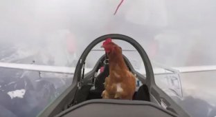 Курица в небесах, это реально (5 фото + 1 видео)