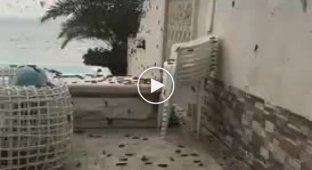 Несметное количество саранчи атаковало пляжи Катара