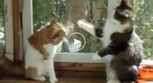 Забавный бокс между котами