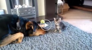 Взрослый пес умоляет маленького котенка поиграть с ним