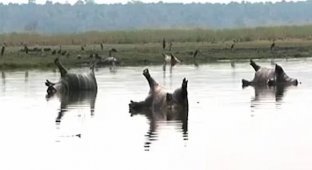 Вспышка сибирской язвы погубила больше сотни бегемотов в национальном парке (4 фото)