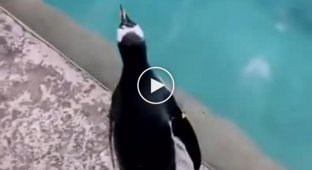 Пингвин выпал из бассейна и не смог сам залезть обратно