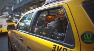 Коза на улицах Нью-Йорка (23 фото)